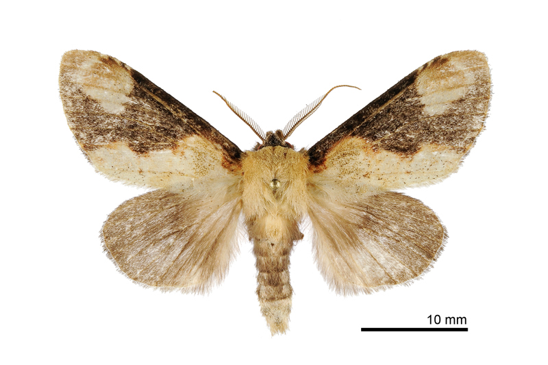 Formofentonia orbifer rotundata Male
